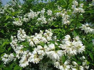 卯の花の匂う垣根に L 遊びの玉手箱