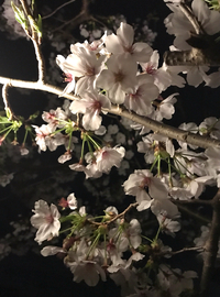 夜桜もステキです 2022/04/02 23:59:00