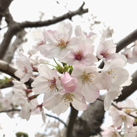 桜咲きましたね！③ 2022/03/28 23:53:15