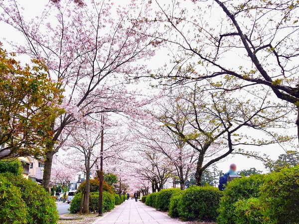 桜の小田原城跡 2024年春