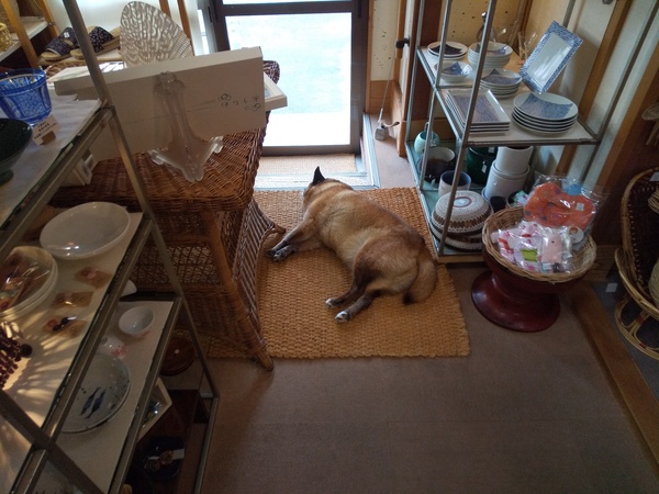 【6月6日タヌキの1日】