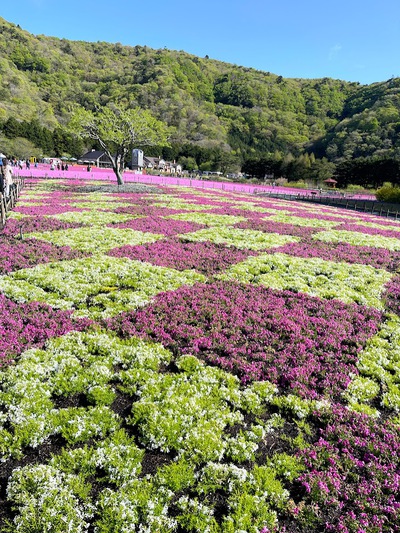富士本栖湖リゾートの満開芝桜 ♪