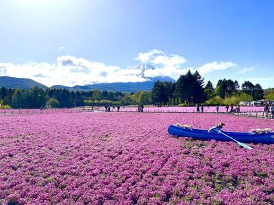 富士本栖湖リゾートの満開芝桜 ♪