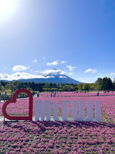 富士本栖湖リゾートの満開芝桜 ♪