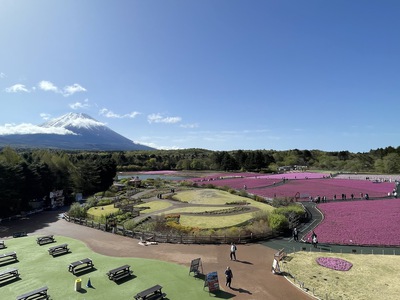富士本栖湖リゾートの満開芝桜 ♪