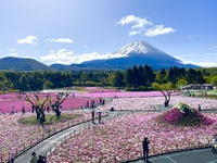 富士本栖湖リゾートの満開芝桜 ♪ 2025/05/08 13:43:58