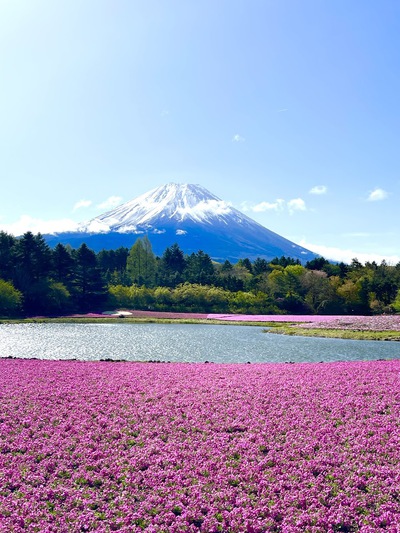 富士本栖湖リゾートの満開芝桜 ♪