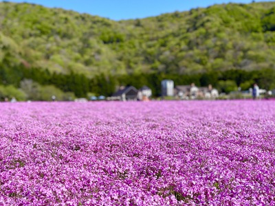富士本栖湖リゾートの満開芝桜 ♪