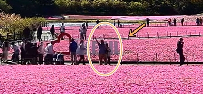 富士本栖湖リゾートの満開芝桜 ♪