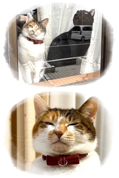 癒やしのにゃんこ ♪