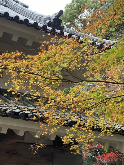 大洞院、油山寺の紅葉はもう終わり ♪