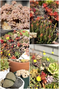 春の多肉植物 ♪ 2025/04/17 18:56:10