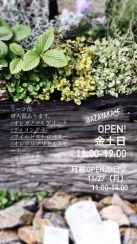 ★入荷情報　リーフ苗、スカビオサ、ビオラ、ユーカリなど 2023/11/23 14:27:50