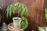 ★ 在庫　#観葉植物　シェフレラ、マコヤナ、着生蘭など 2023/12/15 17:25:00