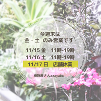 ★ 今週末は日曜がイベント出店のため 店舗は金土のみ営業です。 2024/11/14 20:15:29