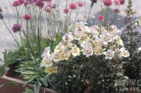 ★入荷、再入荷！　#キンギョソウアンティキティ#プミラ#など 2025/04/12 19:54:06