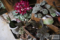 ★在庫　#観葉植物　ペペロミア、クロコダイルファーン、カラテア、フィロデンなど 2023/12/15 17:38:39