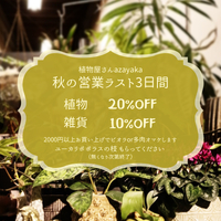 ★ 秋の営業　ラスト3日間！！　セールとユーカリポポラス 2023/12/21 21:53:00