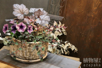 ★ アンティークカラーのペチュニアで シックな寄せ植え 早めの #母の日ギフト  ご依頼頂きありがとうございます  2024/04/13 19:37:10