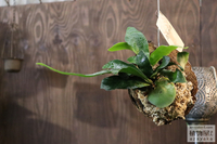 ★ 在庫　#観葉植物　ビカクシダ、ドラゴンリーフ、マドカズラ、サンスベリア、イネルミスなど 2023/12/15 17:27:31