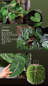 ★観葉NEW #ハートホヤ#クテナンテブルレーマルクシー#フィロデンドロングロリオーサムなど 2024/11/29 20:45:42