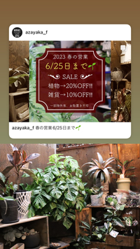 ★ 春の営業6/25日まで　SALE情報！ 2023/06/23 11:44:18