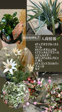 ★入荷情報　#小パンダガジュマル#ディアネラ#フランネルフラワーなど 2024/10/25 23:47:49