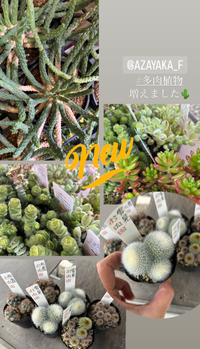 NEW 多肉植物、サボテン、観葉植物 2023/11/16 22:14:00