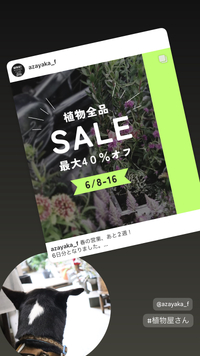 ★SALEのお知らせ 2024/06/08 01:01:38