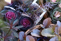 ★ブラックフライデー？　黒系の植物たち 2024/11/30 09:47:26