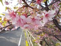 浜岡　河津桜 2013/03/19 11:56:27