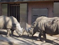 日本平動物園