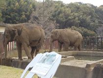 日本平動物園
