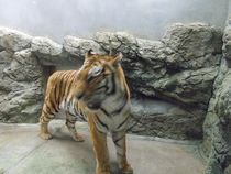 日本平動物園