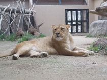 日本平動物園
