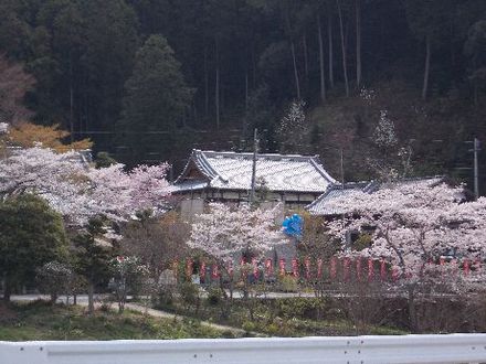 さくら