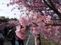 浜岡河津桜 2015/03/10 16:12:18