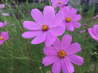 秋桜 2015/10/02 07:19:14