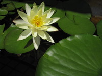 常滑