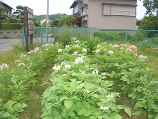 にぎやかになってきた畑
