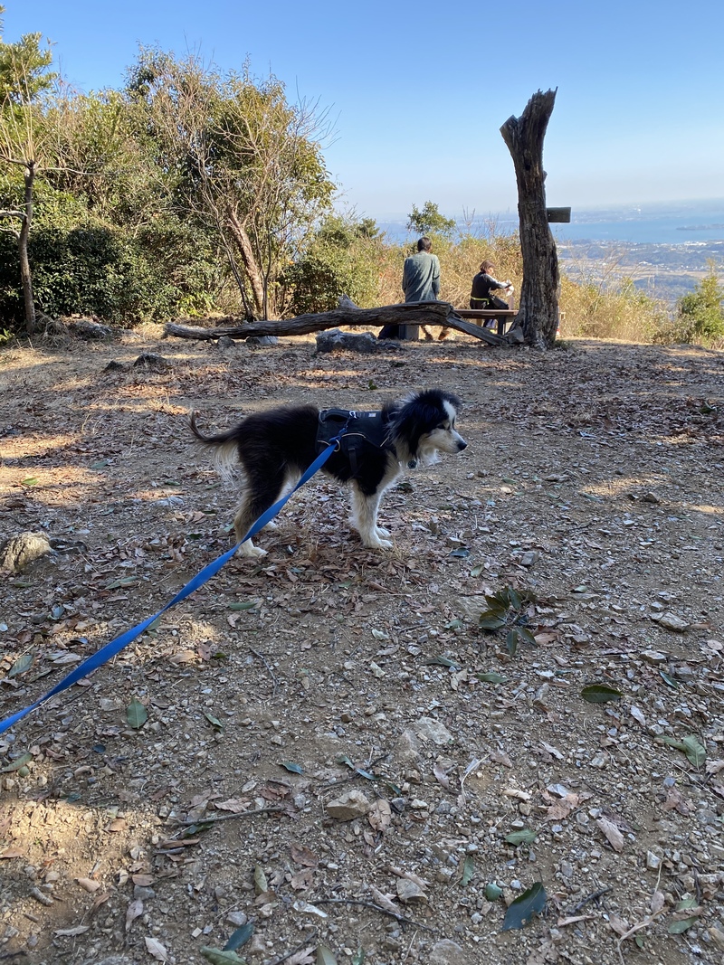 パン屋のぷらてーろです 看板犬 ゲンタロ さん ふわふわなう