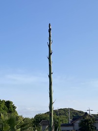 日曜日も朝8時半オープン!!＆リュウゼツラン情報!!