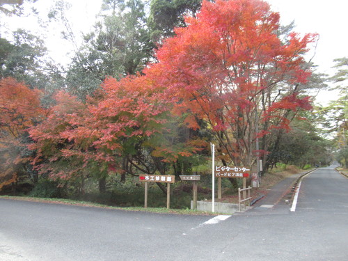 森林公園の紅葉