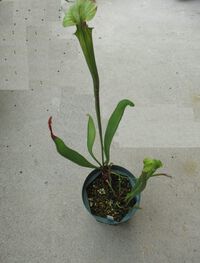 サラセニアの植替え