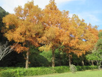 佐鳴湖の紅葉 2024/12/08 16:25:10