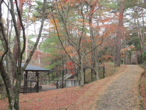 森林公園の紅葉