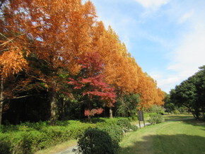 佐鳴湖の紅葉