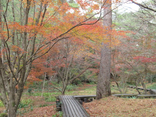 森林公園の紅葉