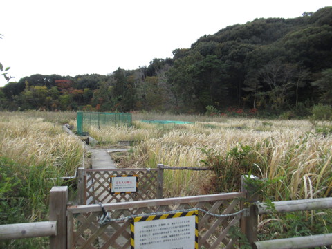 桶ケ谷沼