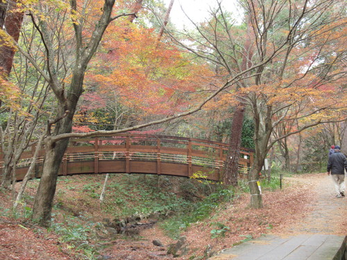 森林公園の紅葉